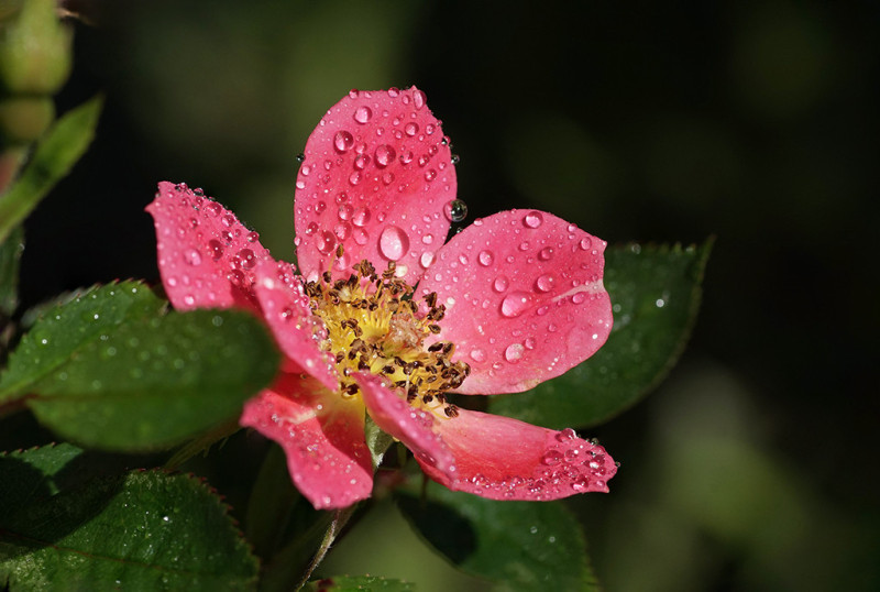 Wildrose m. Wassertropfen klD.jpg